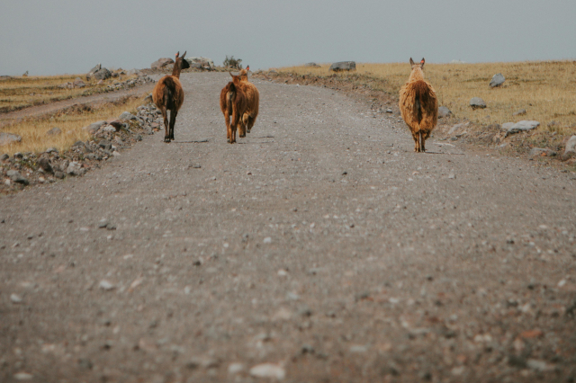 A group of llamas symbolically depart down a road, without a glance behind, as they move on to new adventures